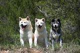 AKITA INU 372